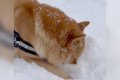 北海道犬が遊び疲れ…の画像