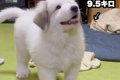かわいらしい超大型…の画像