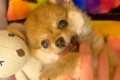 『たぬき顔の赤ちゃ…の画像