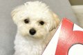 初めて『犬用ピザ』…の画像