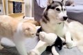大型犬に育てられた…の画像