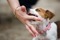 犬に噛まれた時、や…の画像