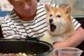 普段はそっけない犬→…の画像