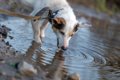 知っておきたい『犬…の画像