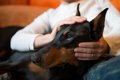 犬が飼い主から離れ…の画像