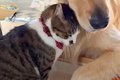 猫が『大型犬に恋を…の画像