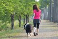 愛犬を散歩中に『目…の画像