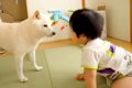 赤ちゃんと遊ぶ犬→う…の画像