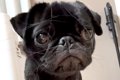 可愛らしい顔の犬を…の画像
