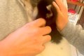 『犬を飼うのだけは…の画像