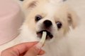 『初めての歯磨きガ…の画像