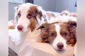 犬２匹に『散歩』と…の画像