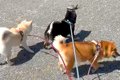 3匹の犬が散歩をして…の画像
