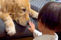 小さな男の子に見つ…の画像