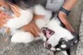 思いっきり撫でられ…の画像
