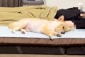 犬と『一緒に寝る光…の画像