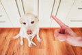 犬への『上手な叱り…の画像