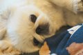 『赤ちゃんのベッド…の画像