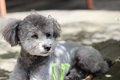 犬が『たそがれてい…の画像