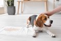 犬が『何度もおしっ…の画像