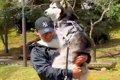 『カッコいいハスキ…の画像