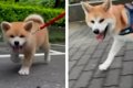 【話題】秋田犬パピ…の画像