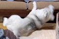 弱すぎる大型犬が『…の画像