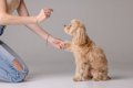 愛犬と楽しみながら…の画像