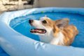 犬と自宅プールで安…の画像