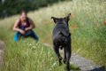 犬が『人に向かって…の画像