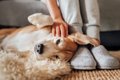 あるある♡犬が『飼い…の画像