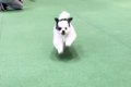 犬が『飼い主を見失…の画像