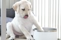 生後2ヶ月の子犬の前…の画像