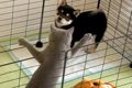 子犬のケージに侵入…の画像