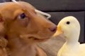 『テレビを観たい犬…の画像