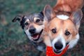 『仲が良い犬たち』…の画像