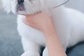 初めてトリミングを…の画像