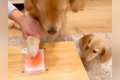 3匹の犬たちの『肉球…の画像
