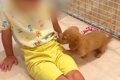赤ちゃん犬を飼って1…の画像
