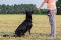 しつけ上手な犬の飼…の画像