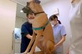 超大型犬が『動物病…の画像