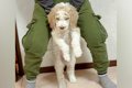 体重2キロの子犬を飼…の画像