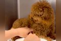 飼育放棄されたボサ…の画像