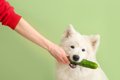 犬に与えたい『夏野…の画像