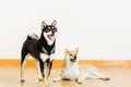 【獣医師監修】柴犬…の画像