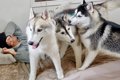 『3匹のハスキー犬』…の画像