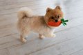 犬が『おもちゃを離…の画像