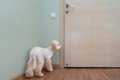 犬が飼い主のことを…の画像