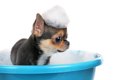 小さな犬のシャンプ…の画像