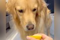 『大型犬にレモンを…の画像